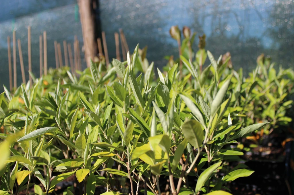 IMG_0363.webp