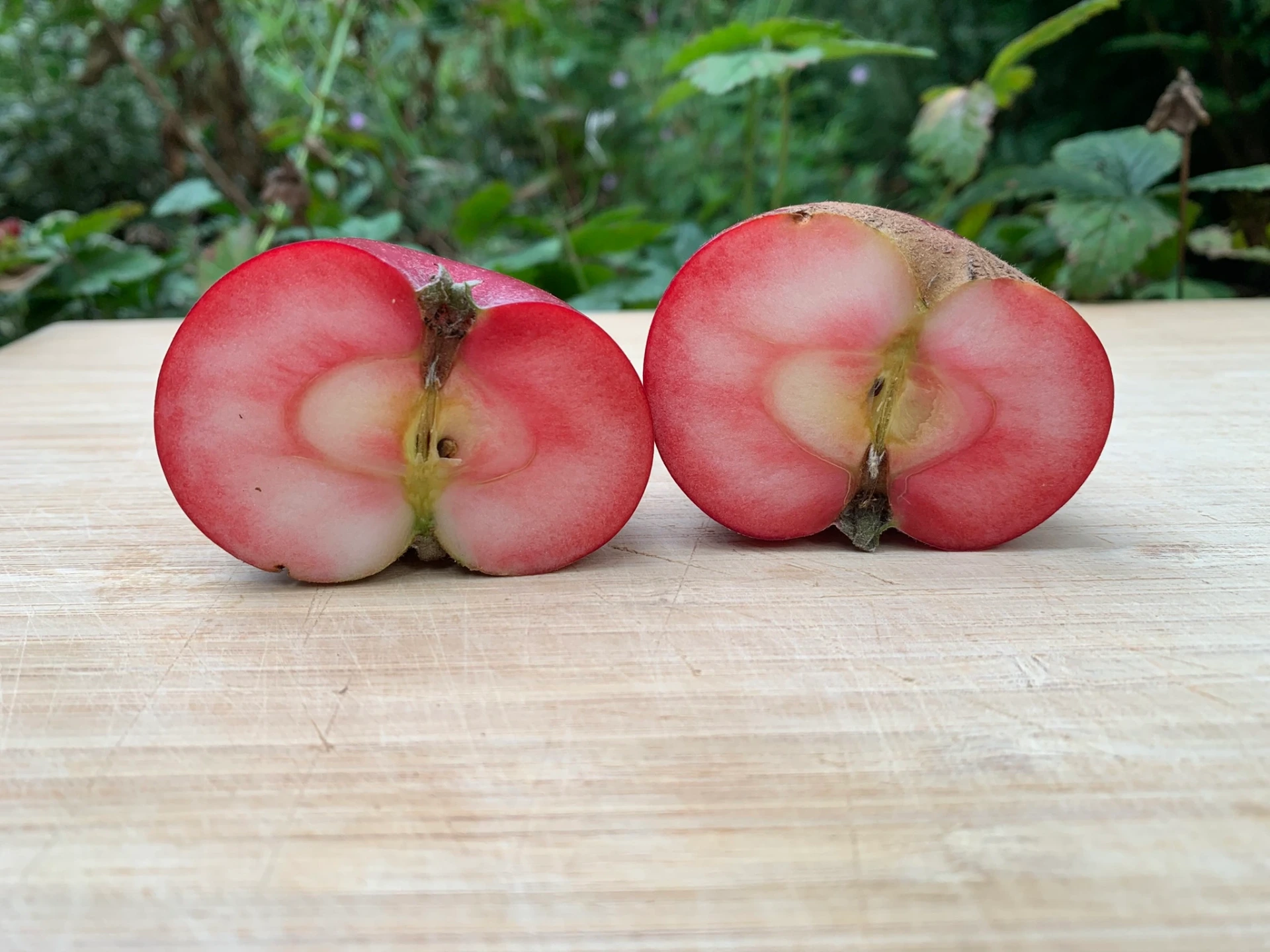 [Malus105] Malus niedzwetzkyana 'Dries' (C2 - 2 liter pot, Malus domestica M26 - laagstam)