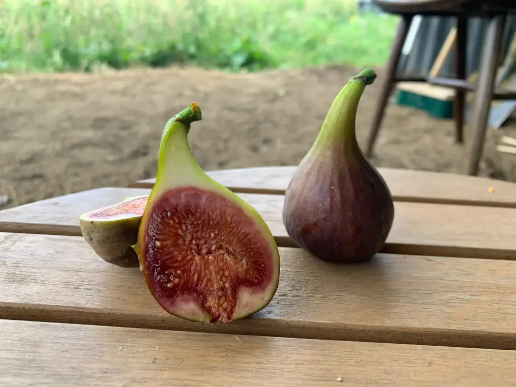 [Ficus009] Ficus carica 'Pastillière/Rouge de Bordeaux' (C2 - 2 liter pot)
