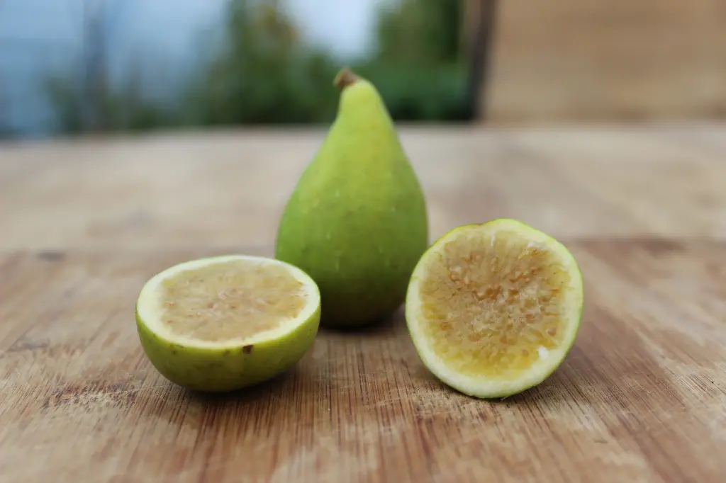 [Ficus008] Ficus carica 'Santa Maria' (C2 - 2 liter pot)