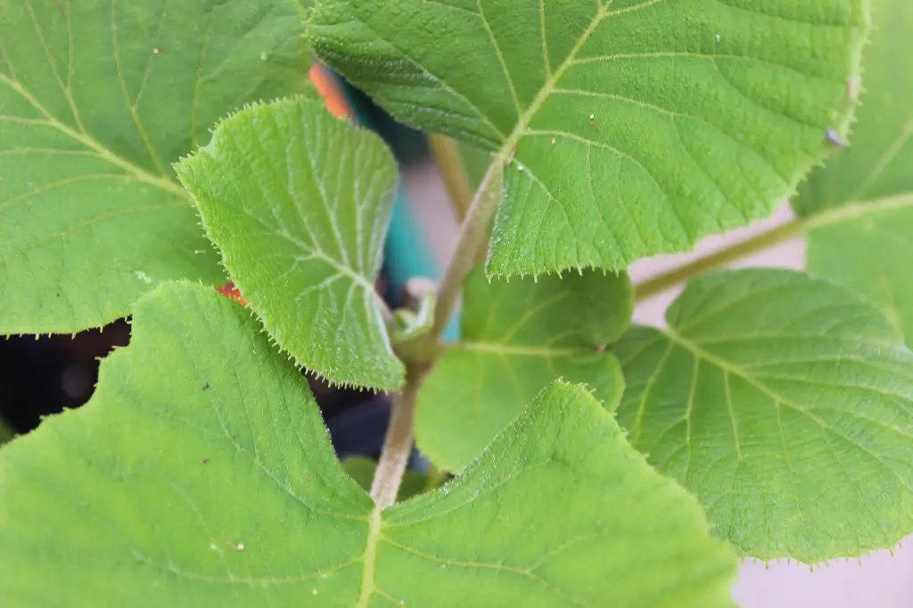 Actinidia chinensis 'Soreli' ♀