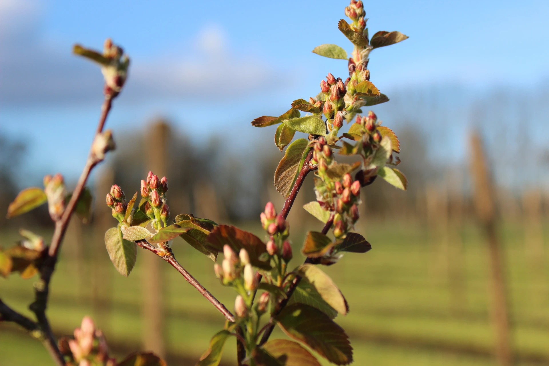 [Amelanchier002] Amelanchier alnifolia 'Smoky' (C2 - 2 liter pot)