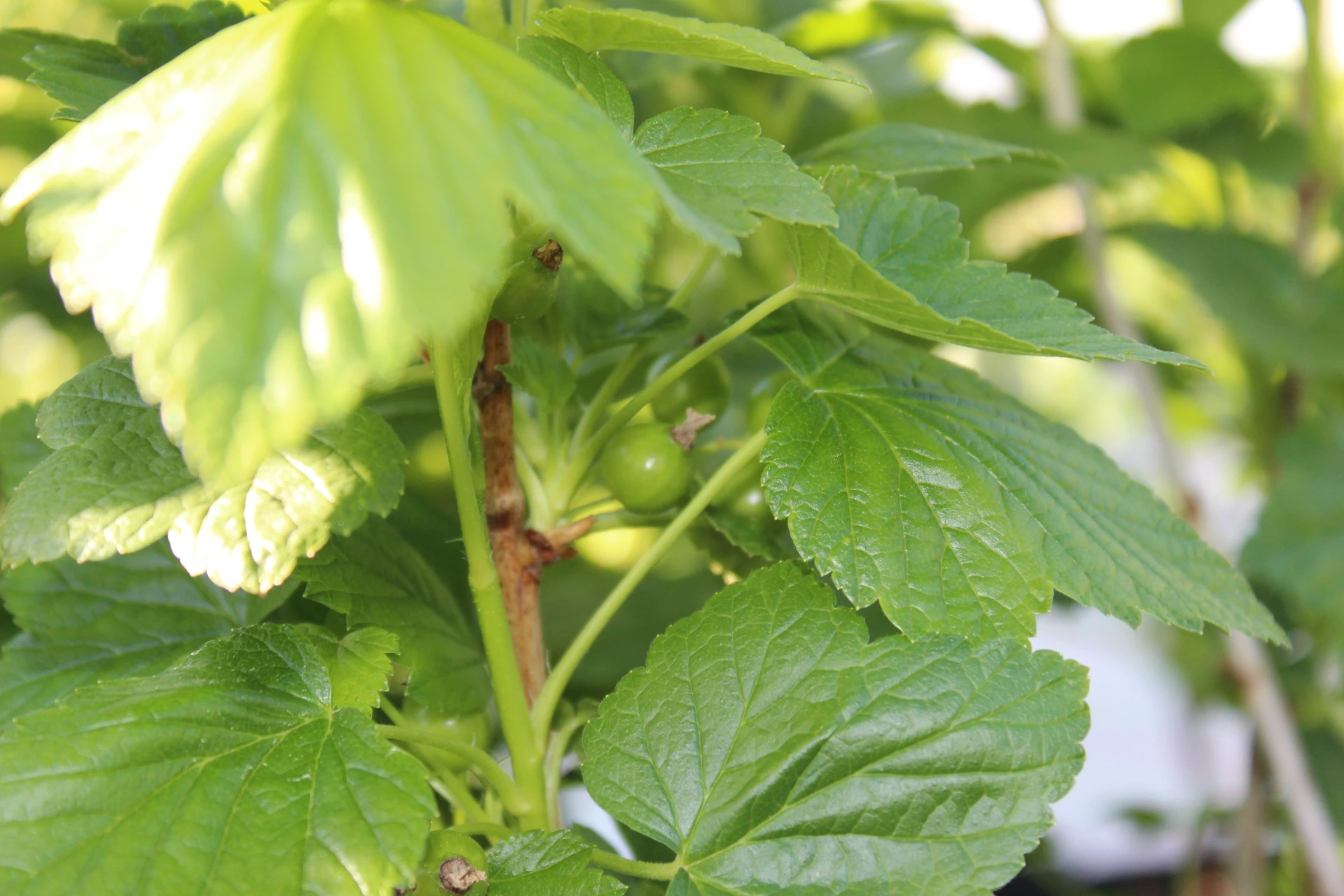 Ribes nigrum 'Ben Tron'