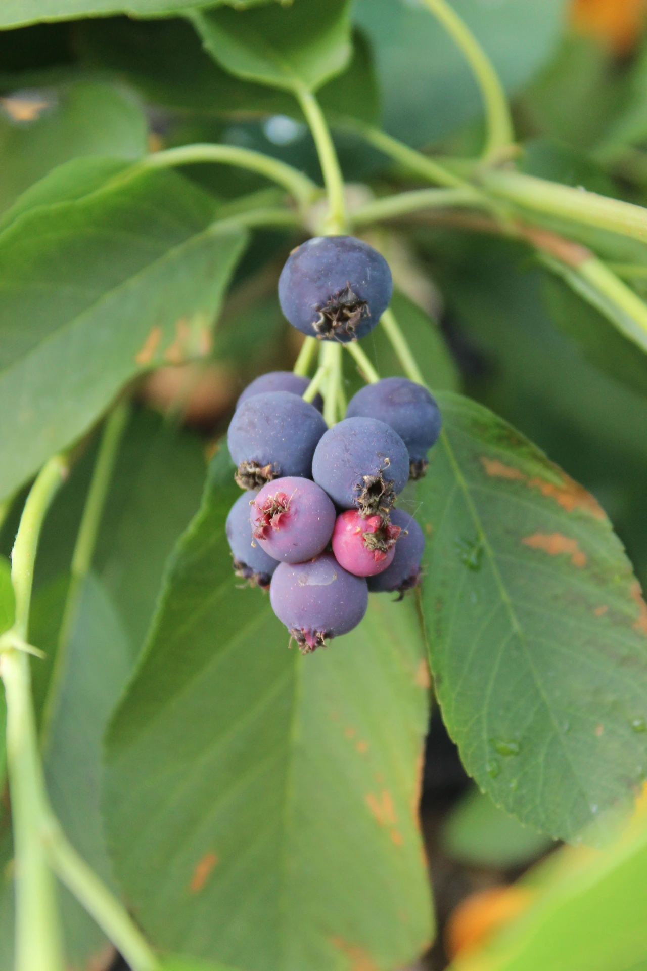 [Amelanchier007] Amelanchier alnifolia 'Sleyt' (C2 - 2 liter pot)