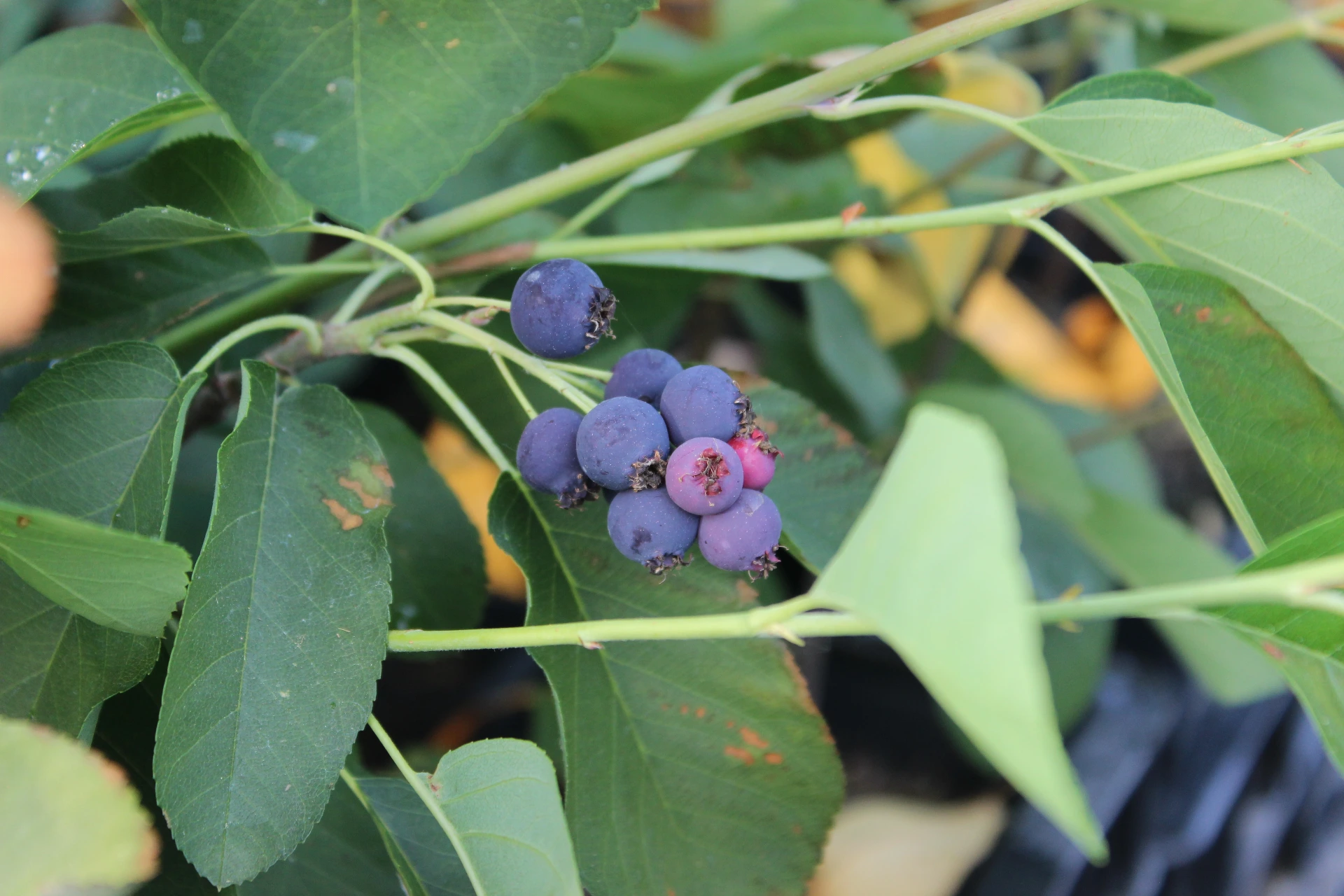 [Amelanchier010] Amelanchier alnifolia 'Mandam' (C2 - 2 liter pot)