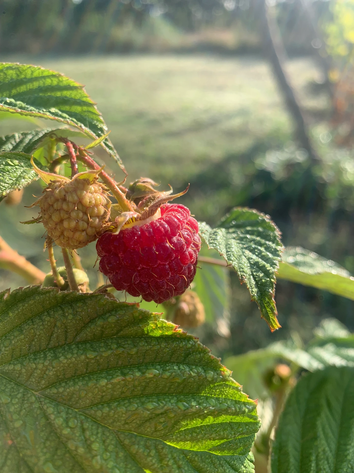 Rubus idaeus 'Heritage'