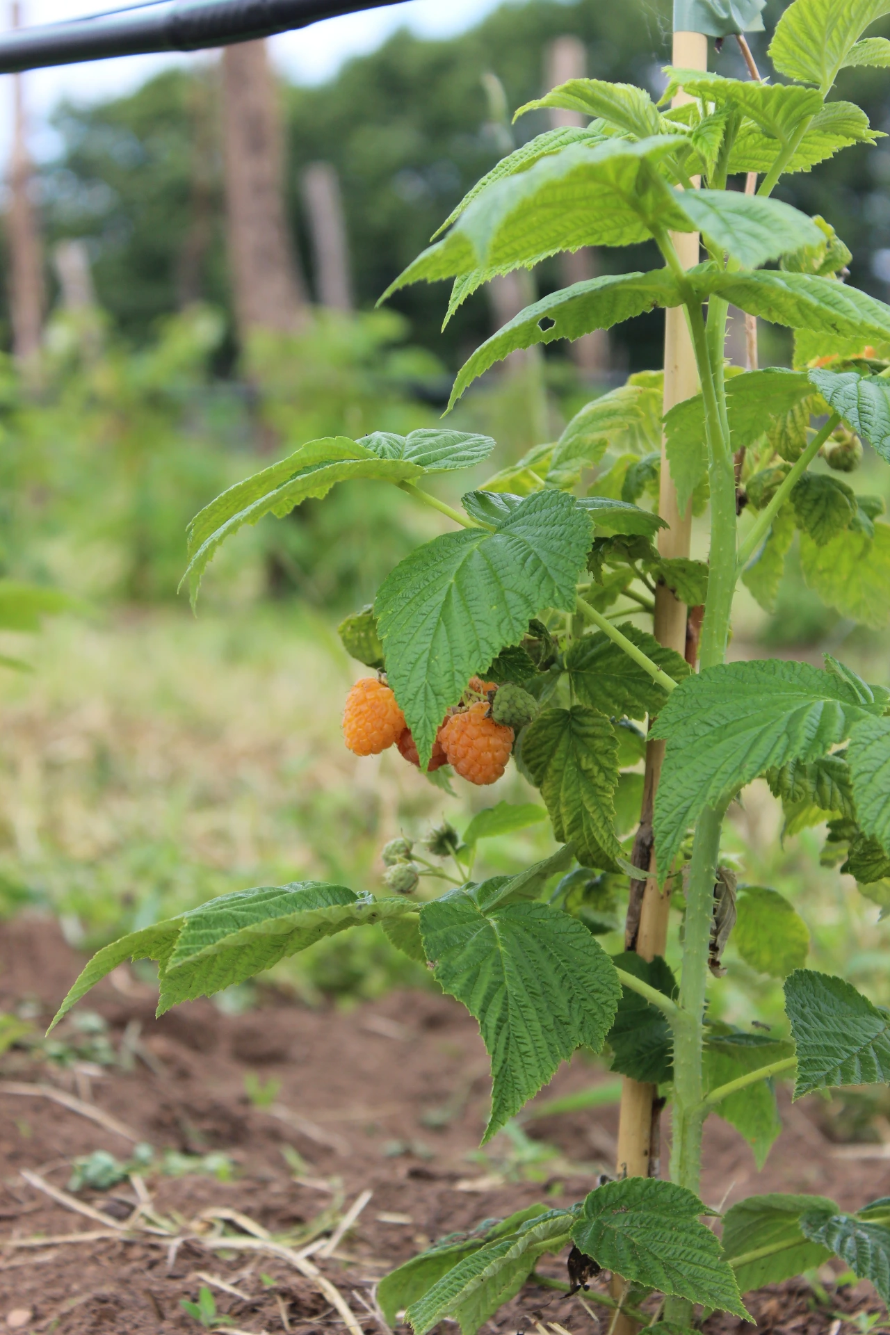 Rubus idaeus 'Fallgold'
