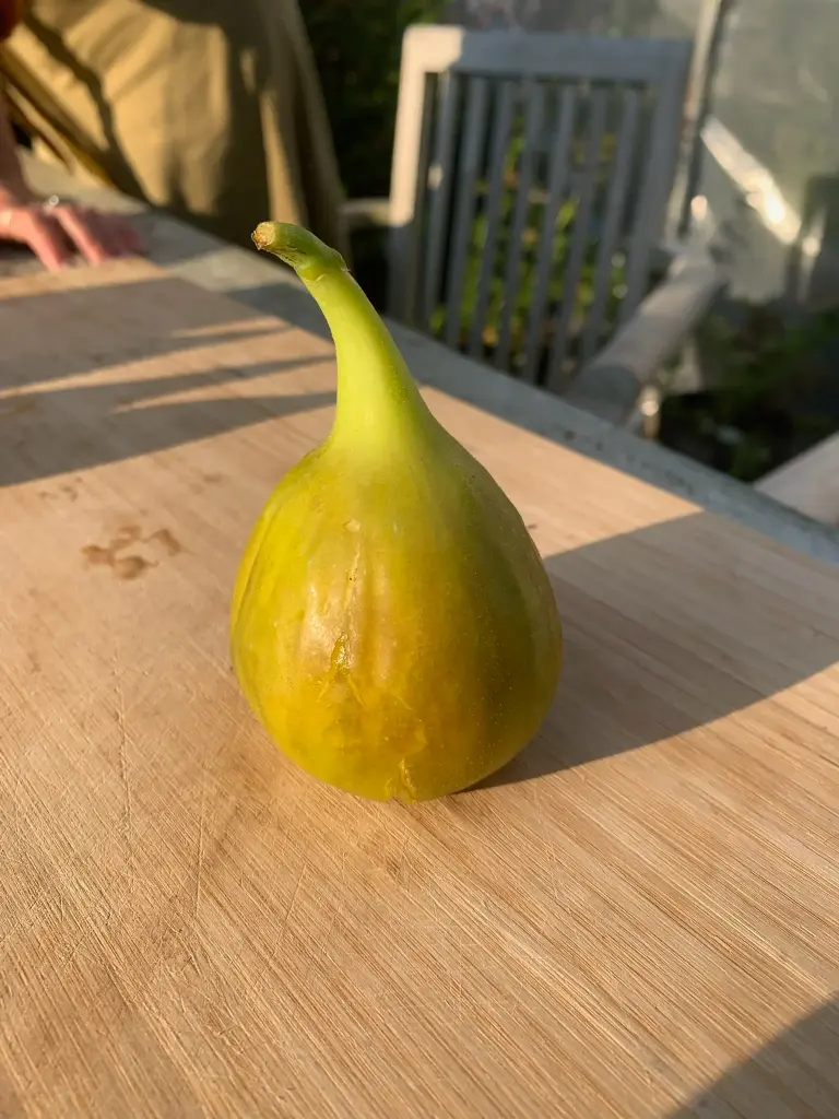 [Ficus007] Ficus carica 'Yellow Long Neck' (C2 - 2 liter pot)