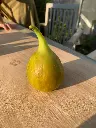 Ficus carica 'Yellow Long Neck'
