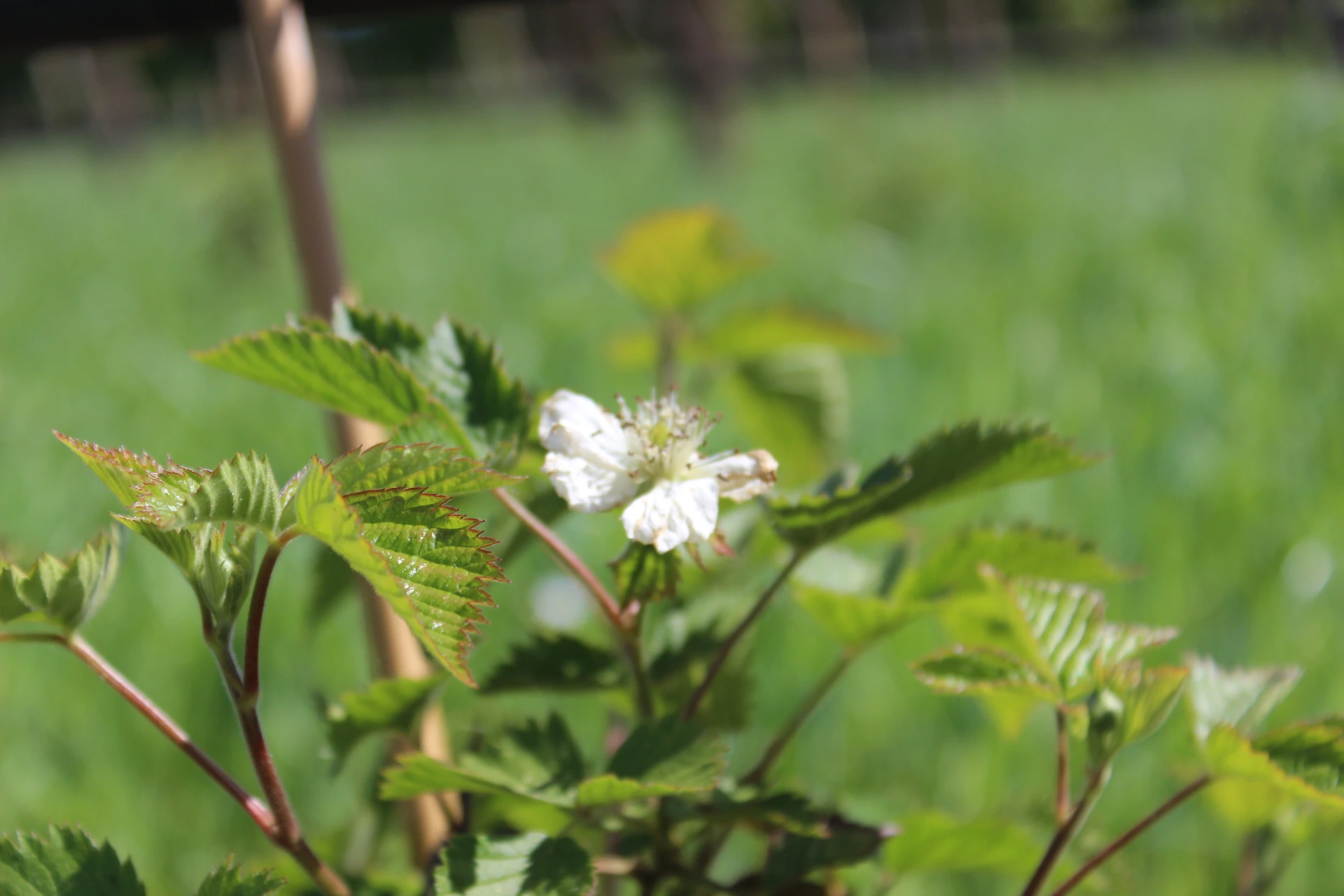 [Rubus101] Rubus fruticosus 'Navaho' (C2 - 2 liter pot)
