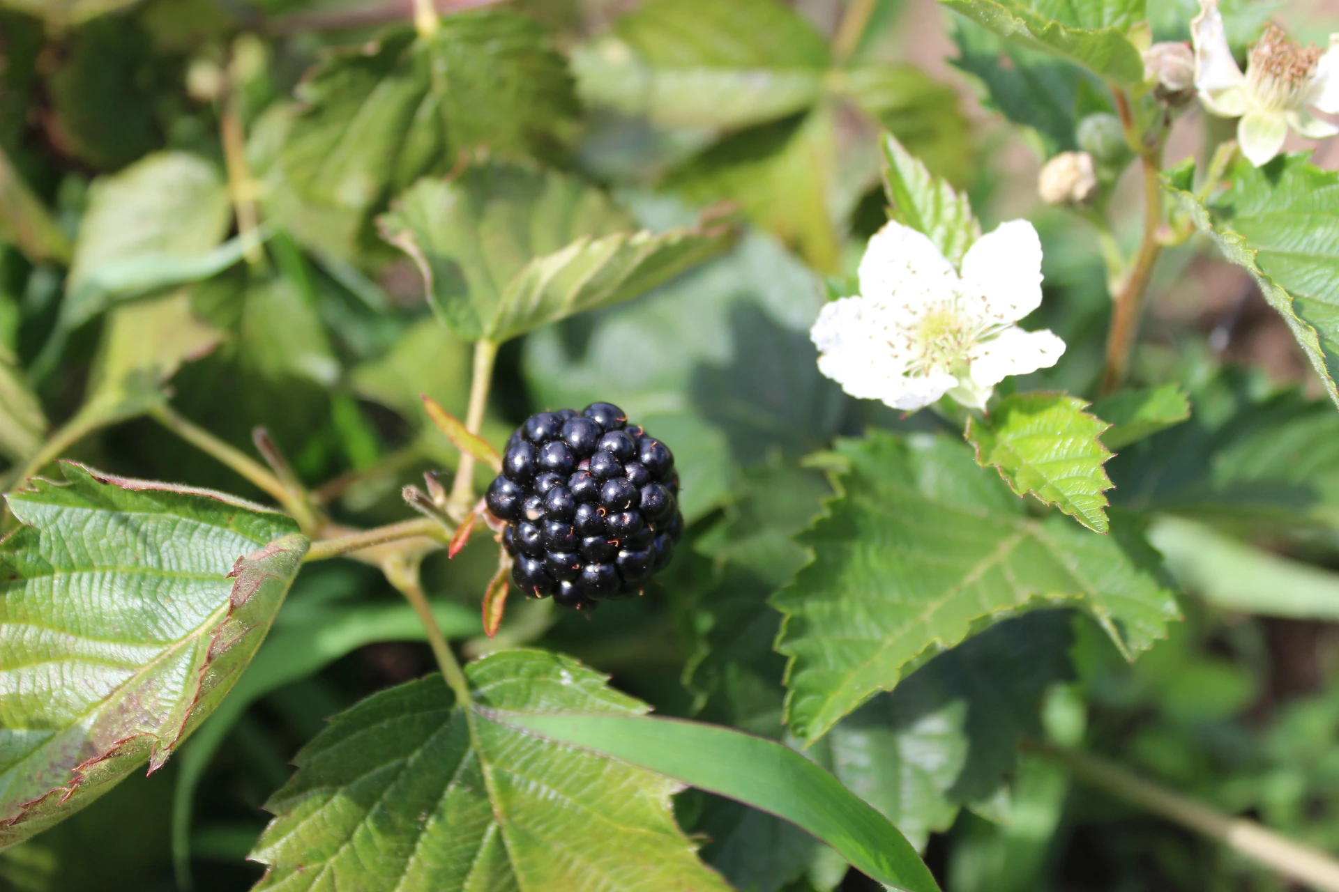 [Rubus107] Rubus fruticosus 'Chester' (C2 - 2 liter pot)