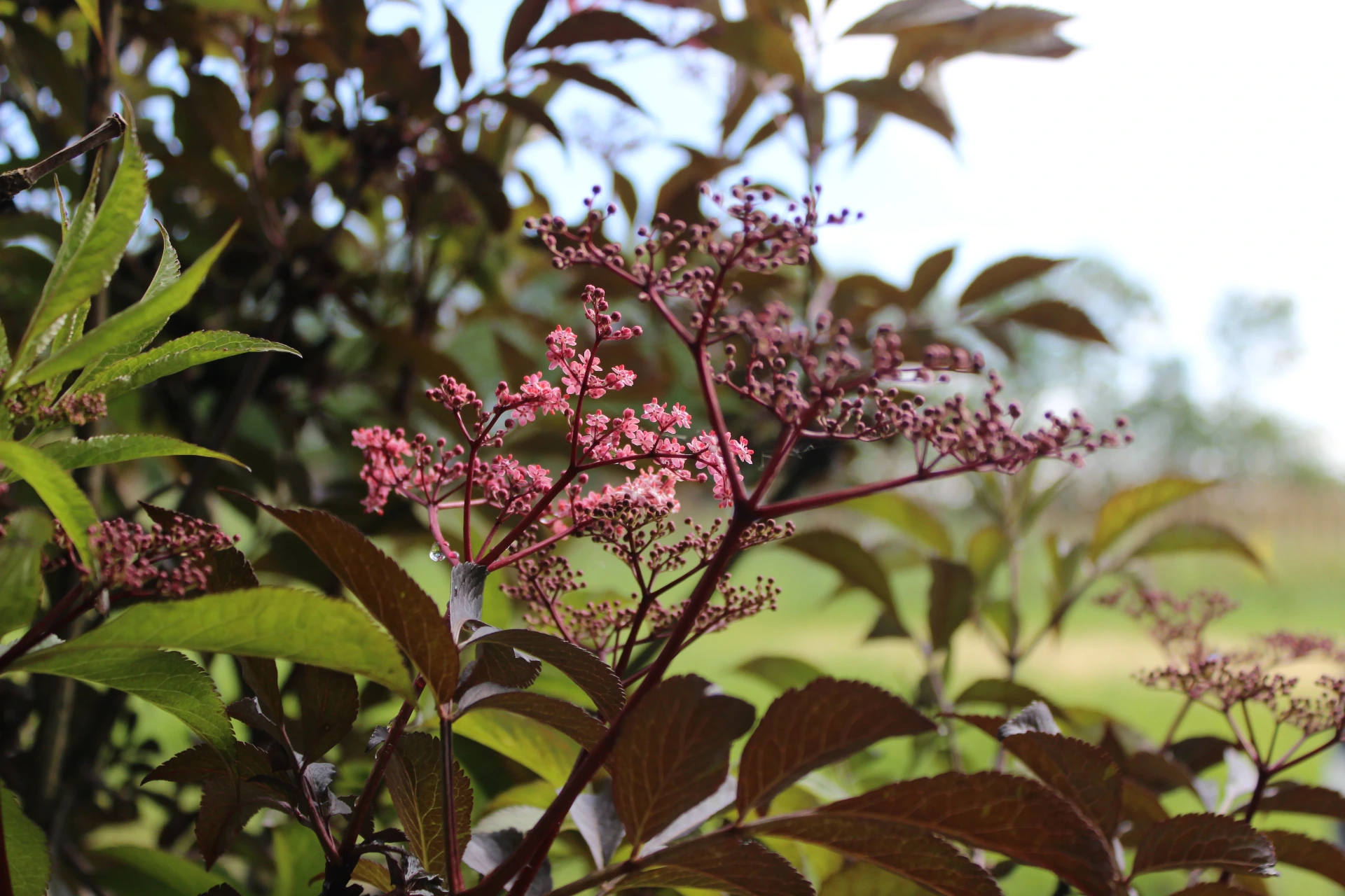 [Sambucus004] Sambucus nigra 'Gerda' (C2 - 2 liter pot)