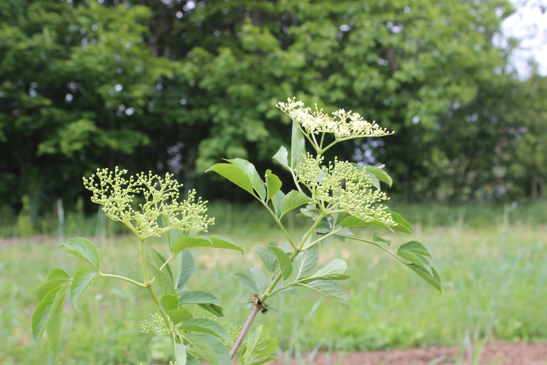 [Sambucus005] Sambucus nigra 'Haidegg 13' (C2 - 2 liter pot)