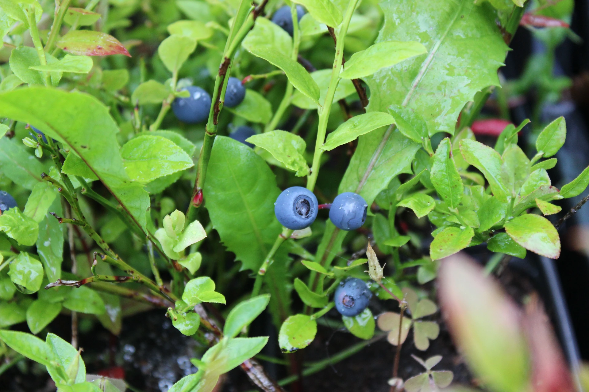 Vaccinium myrtilus