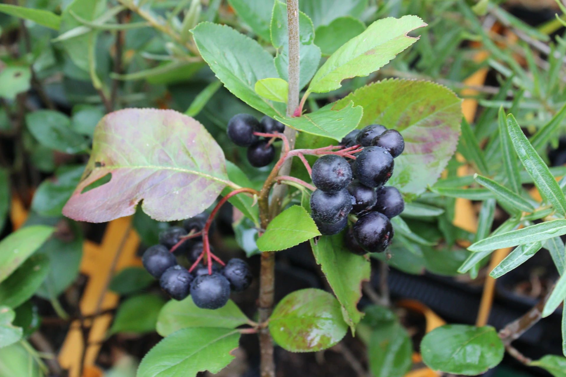 [Aronia202] Aronia x prunifolia 'Viking' (C2 - 2 liter pot)