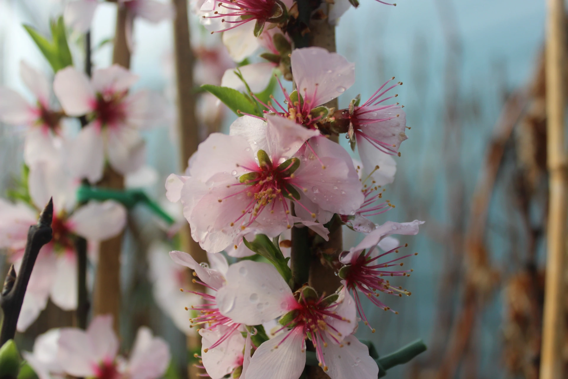 Prunus × persicoides 'Ingrid'