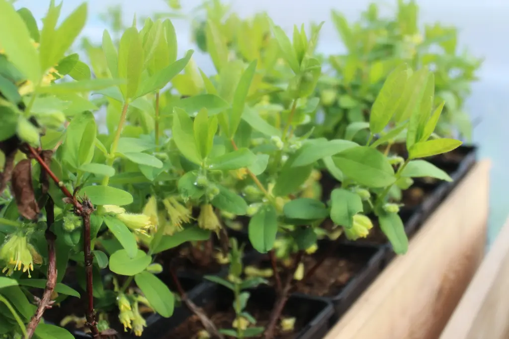 Lonicera caerulea 'Boreal Blizzard'