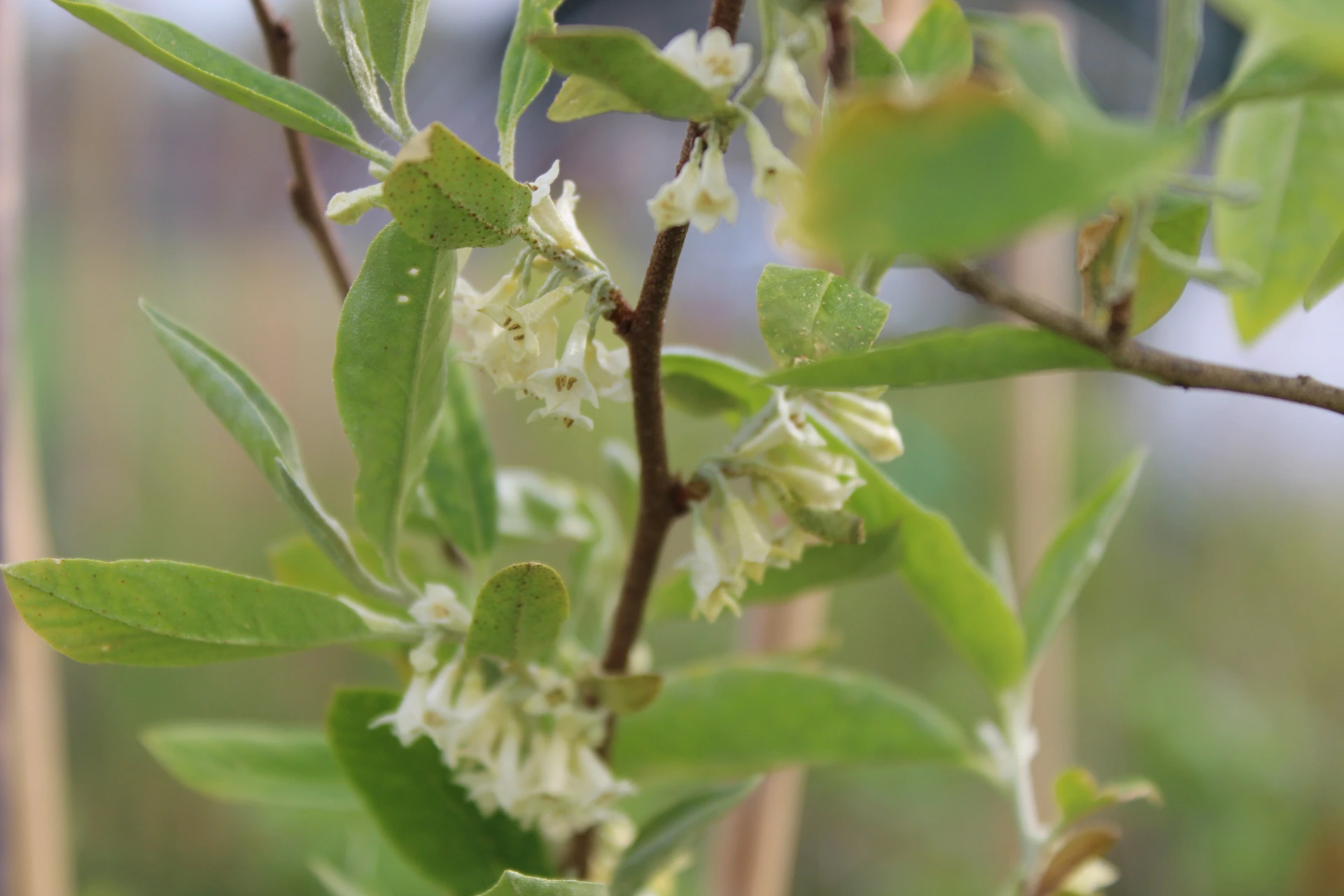 Elaeagnus umbellata 'Sweet'n Tart'