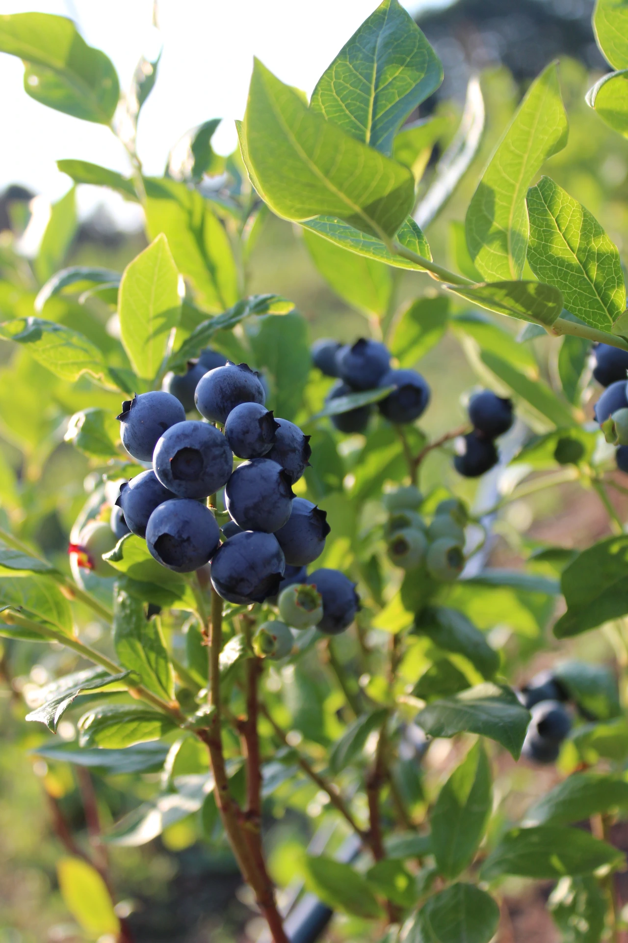 [Vaccinium001] Vaccinium corymbosum 'Duke' (P11 - 1 liter pot)
