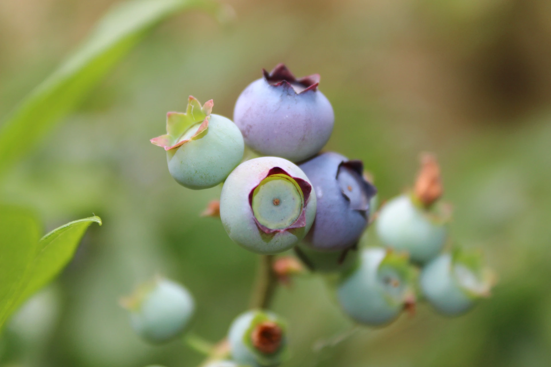 [Vaccinium002] Vaccinium corymbosum 'Brigitta Blue' (P11 - 1 liter pot)