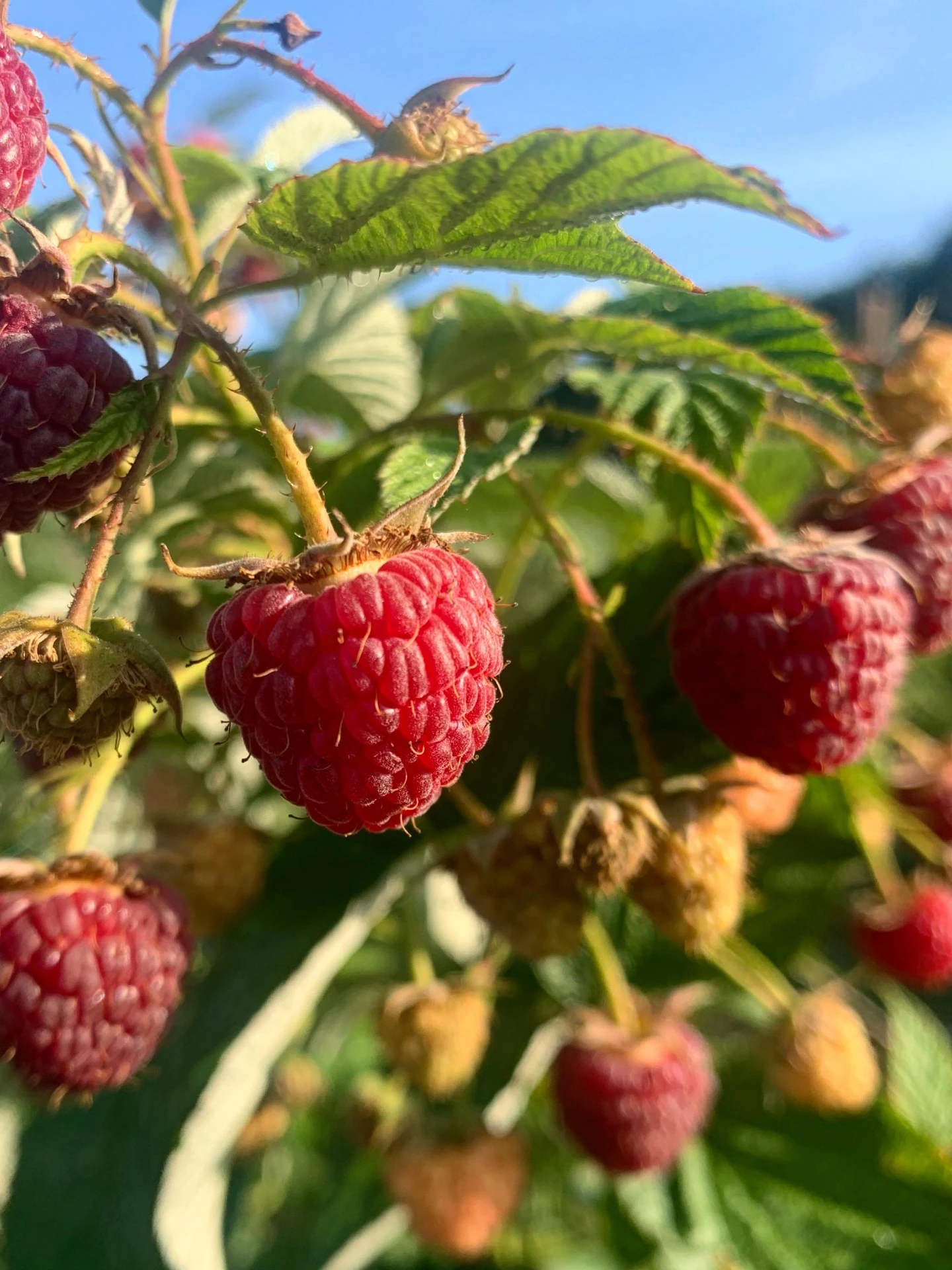 Rubus idaeus 'Cascade Delight'