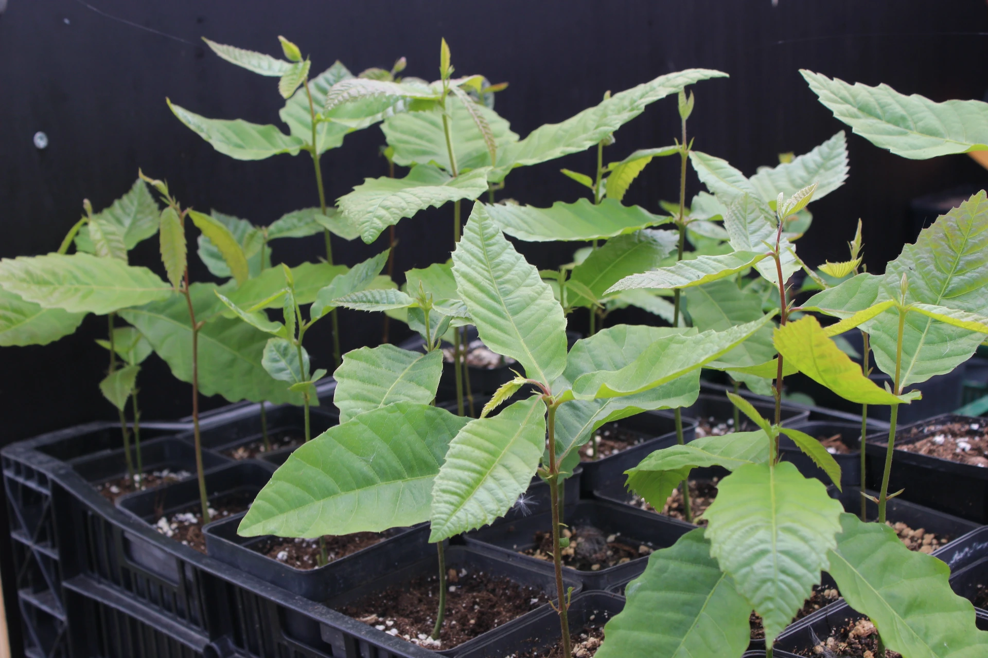 Castanea mollissima zaailing (Qing)