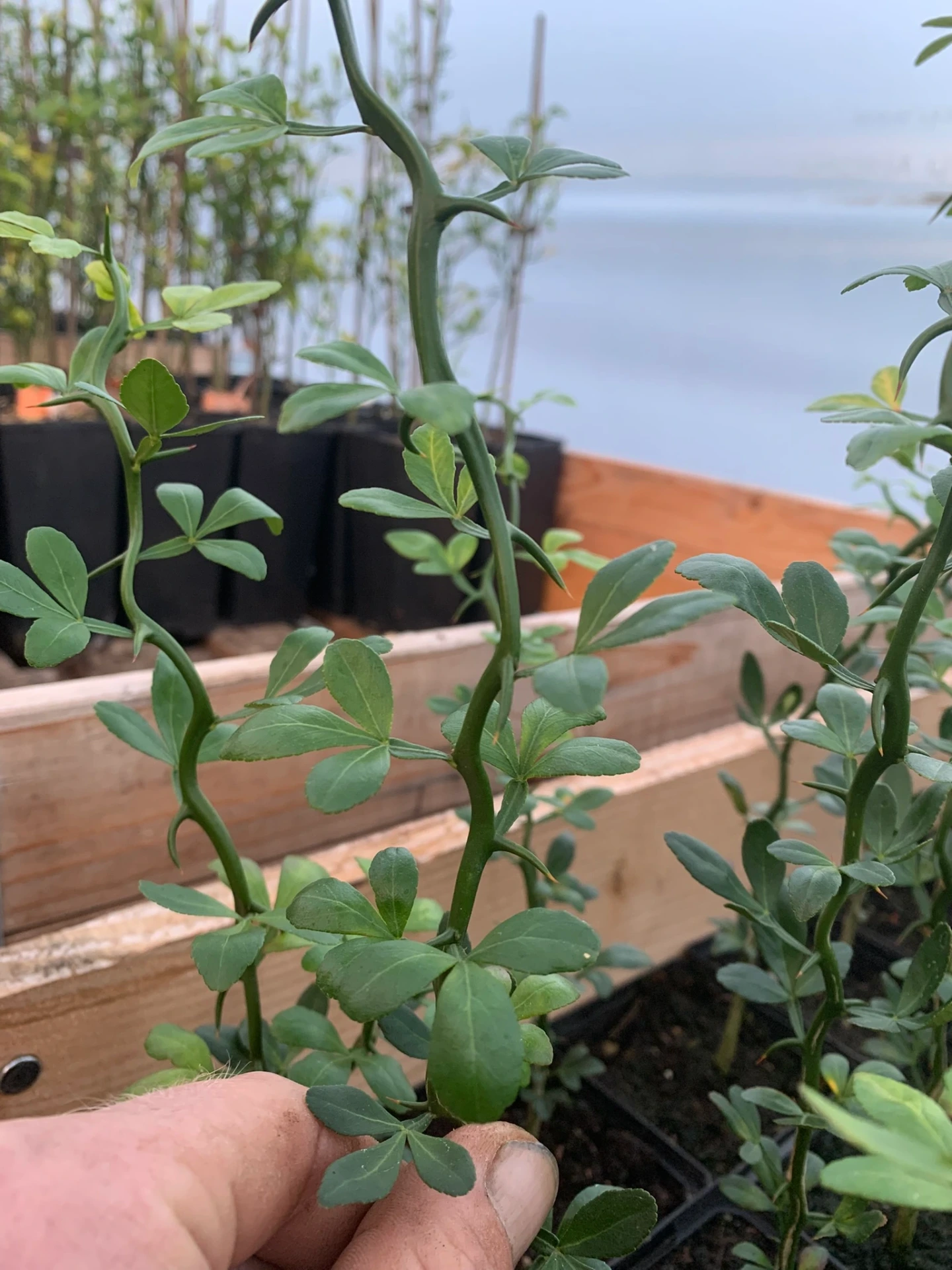 [Citrus025] Citrus trifoliata 'Flying Dragon' (P9 - 9 x 9 cm pot)