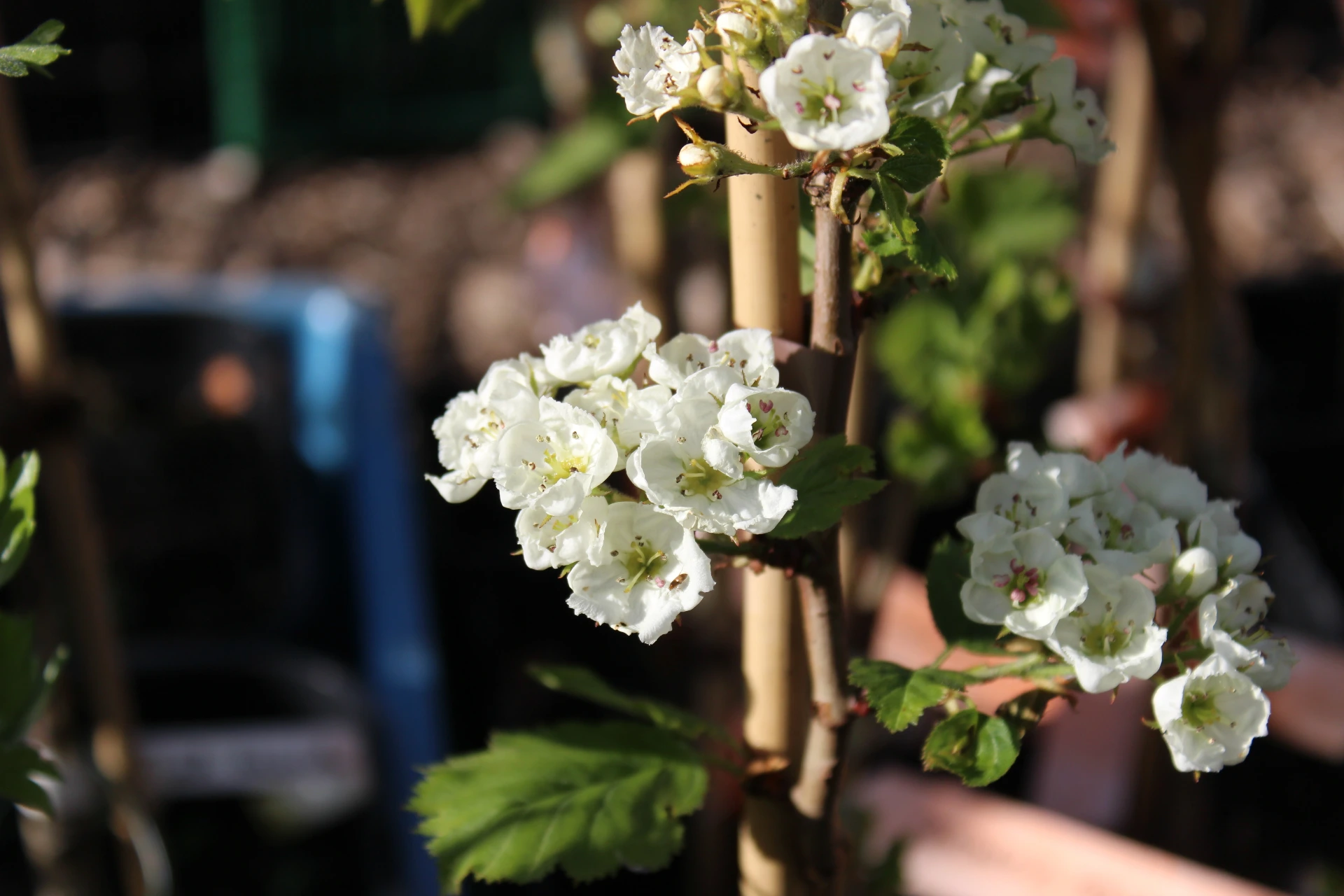 [Crataegus012] Crataegus pedicellata (C2 - 2 liter pot)