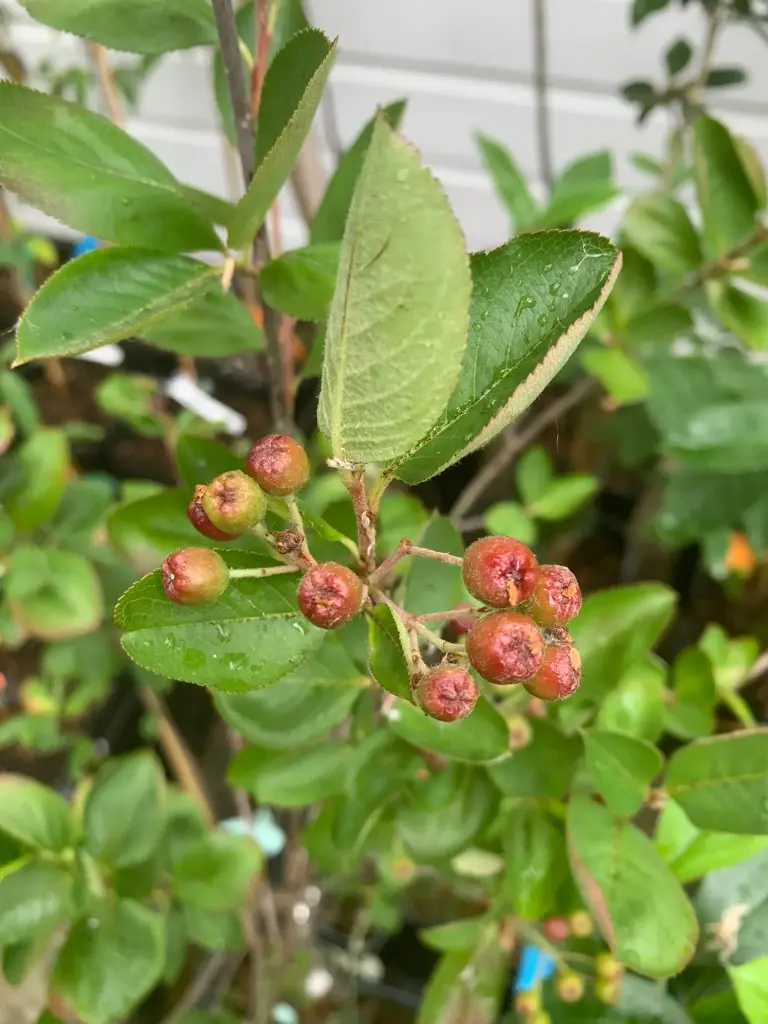[Aronia001] Aronia melanocarpa 'Hugin' (P9 - 9 x 9 cm pot)