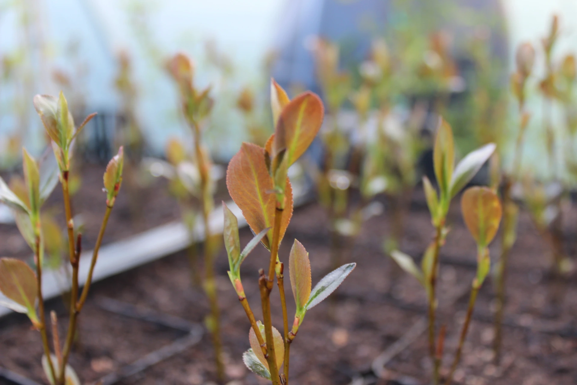 Aronia x prunifolia 'Nero'