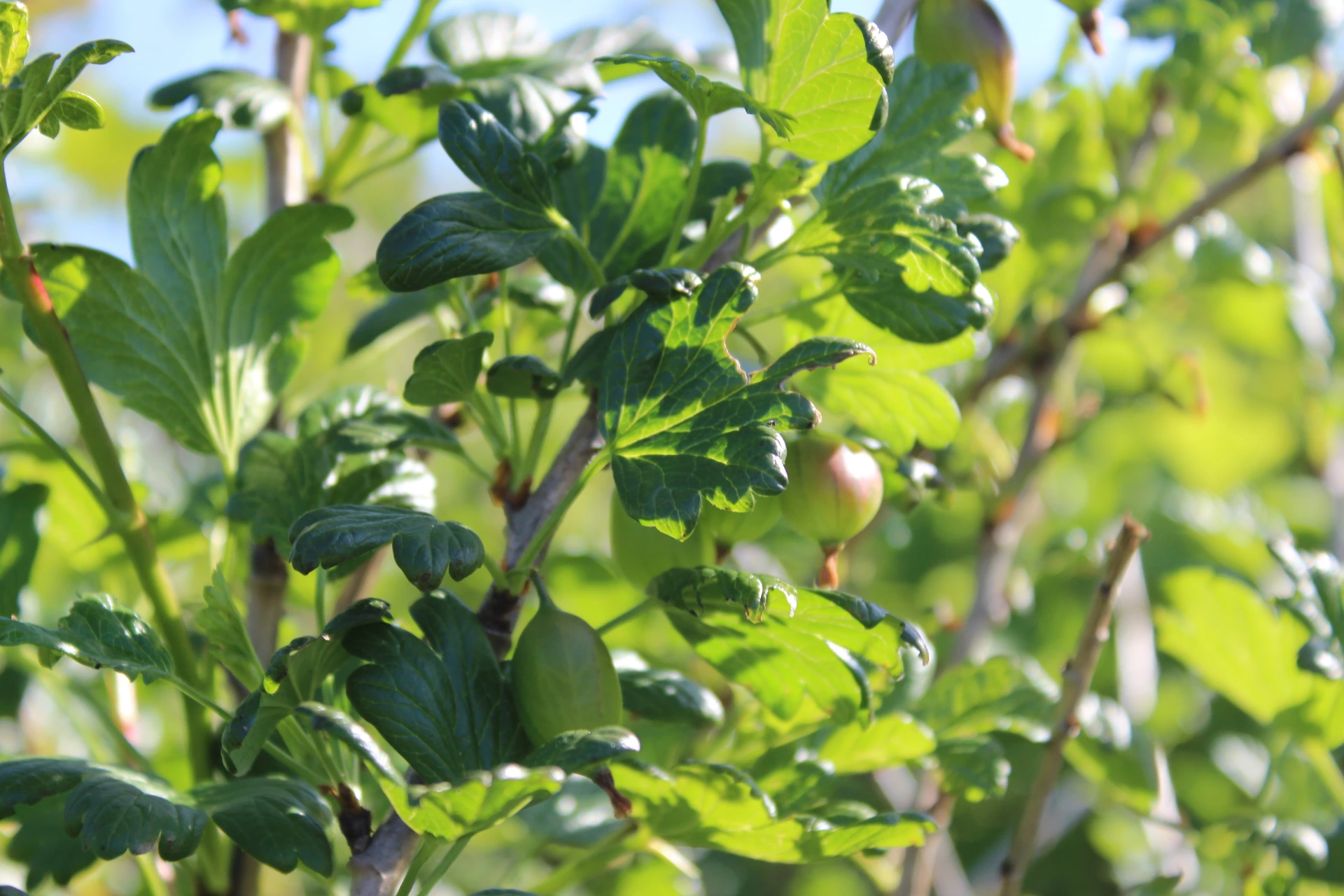 [Ribes009] Ribes uva-crispa 'Tatjana' (C2 - 2 liter pot)