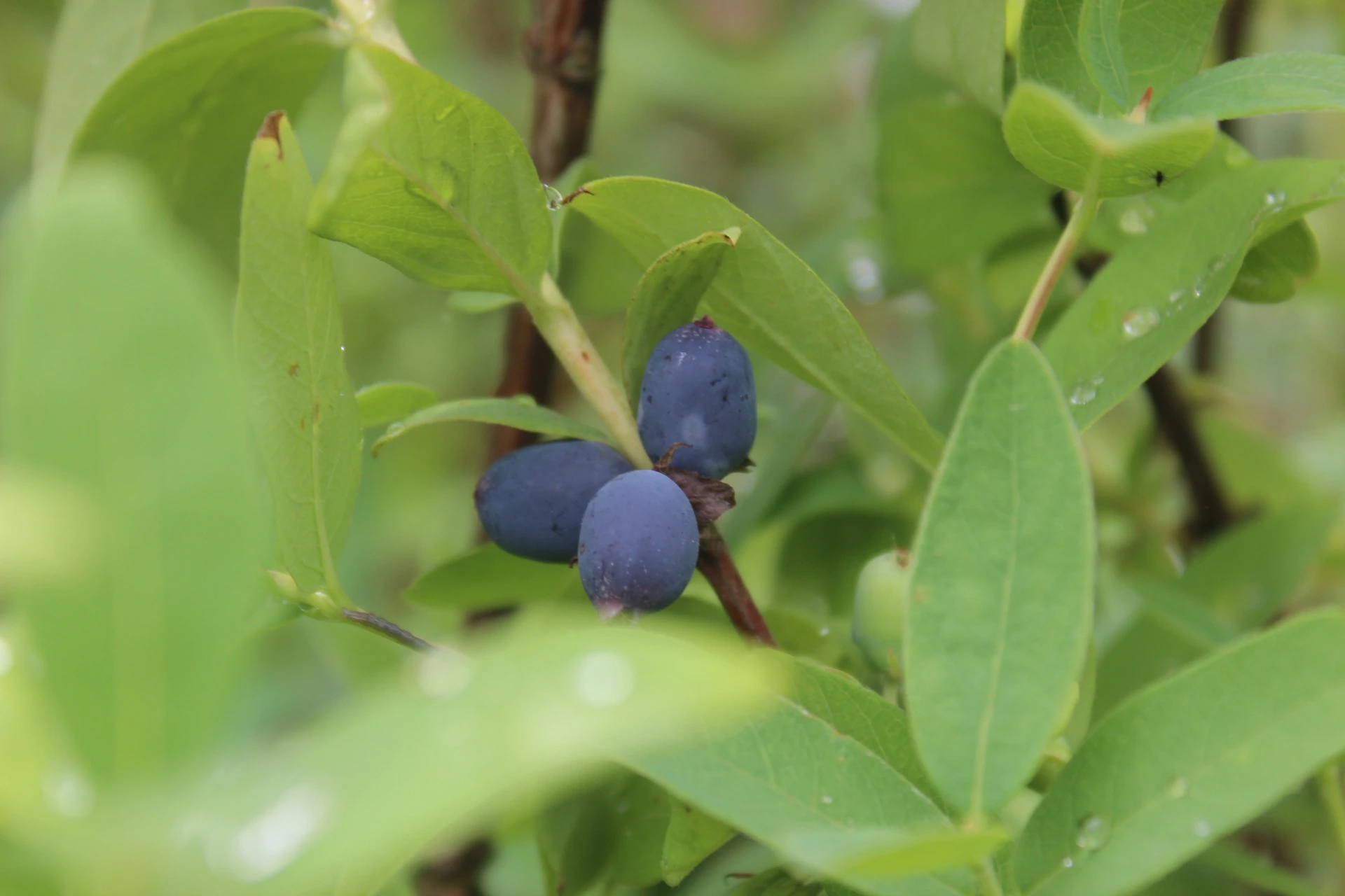 [Lonicera012] Lonicera caerulea 'Boreal Blizzard' (P9 - 9 x 9 cm pot)