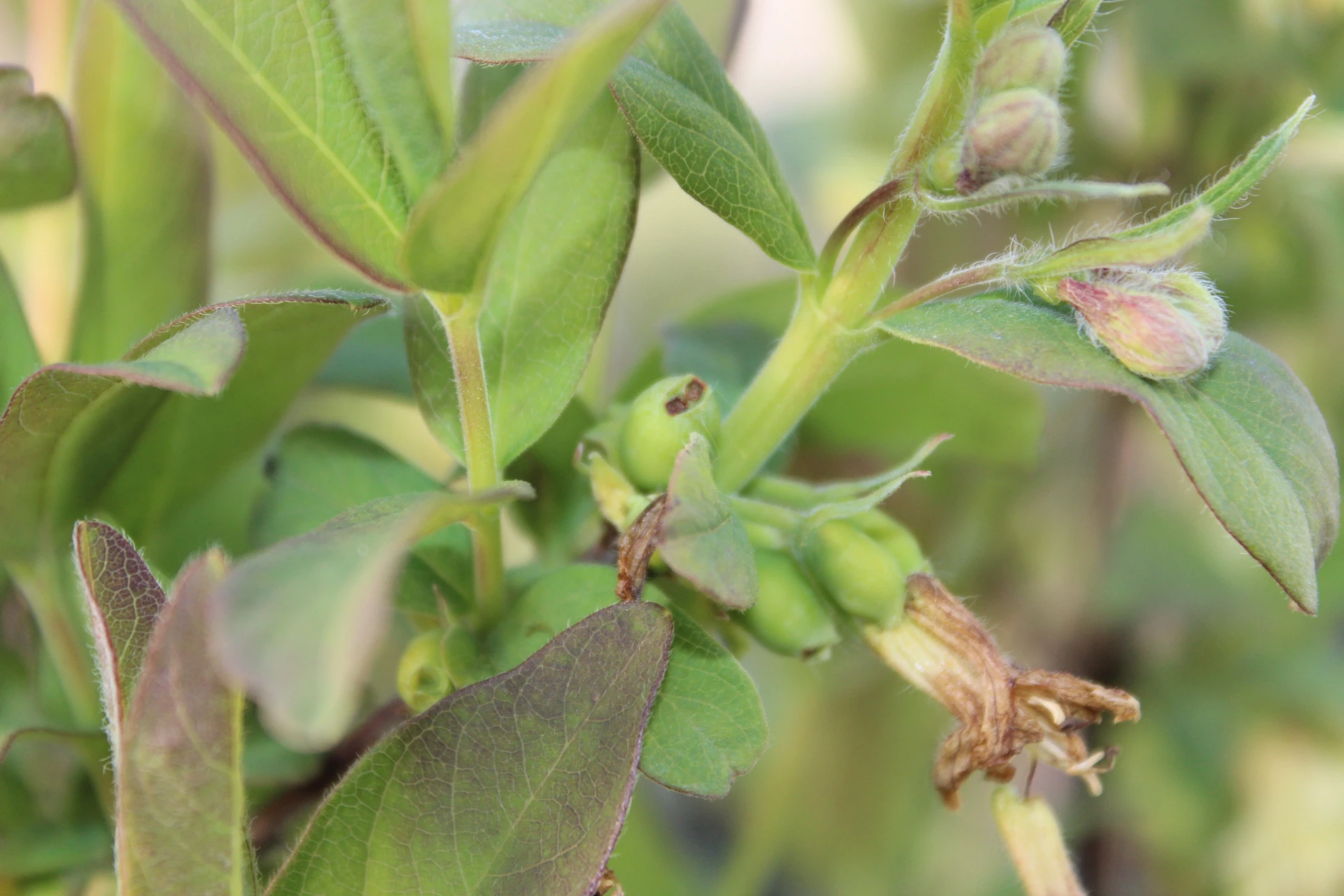 [Lonicera012] Lonicera caerulea 'Boreal Blizzard' (P9 - 9 x 9 cm pot)