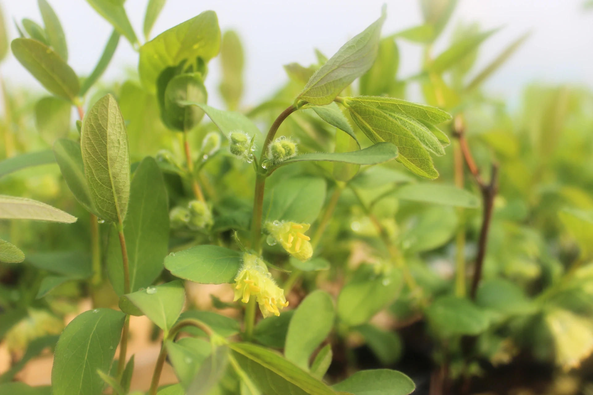 [Lonicera007] Lonicera caerulea 'Strawberry Sensation' (P9 - 9 x 9 cm pot)