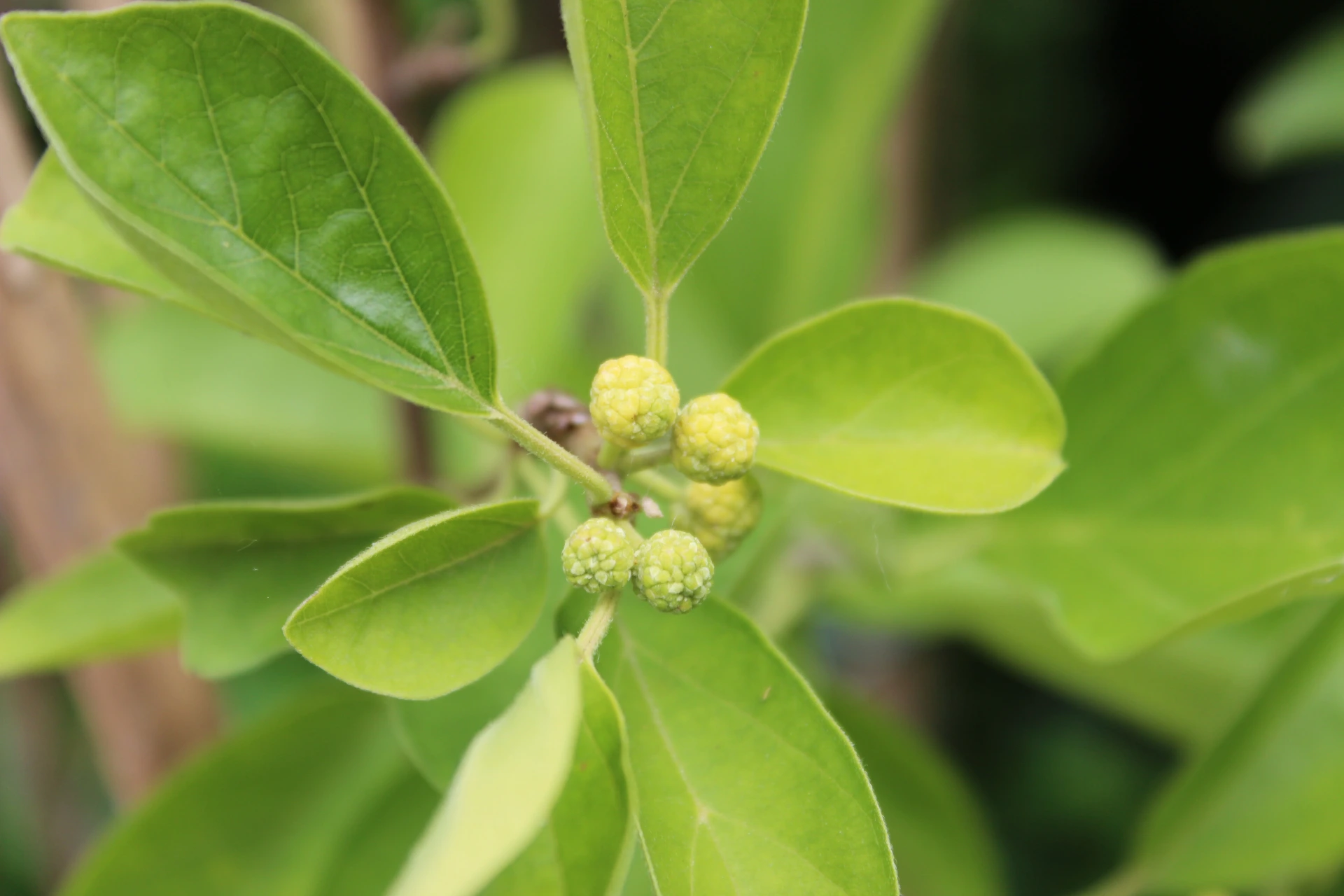 Cudrania tricuspidata 'TD fruiting male' ♂