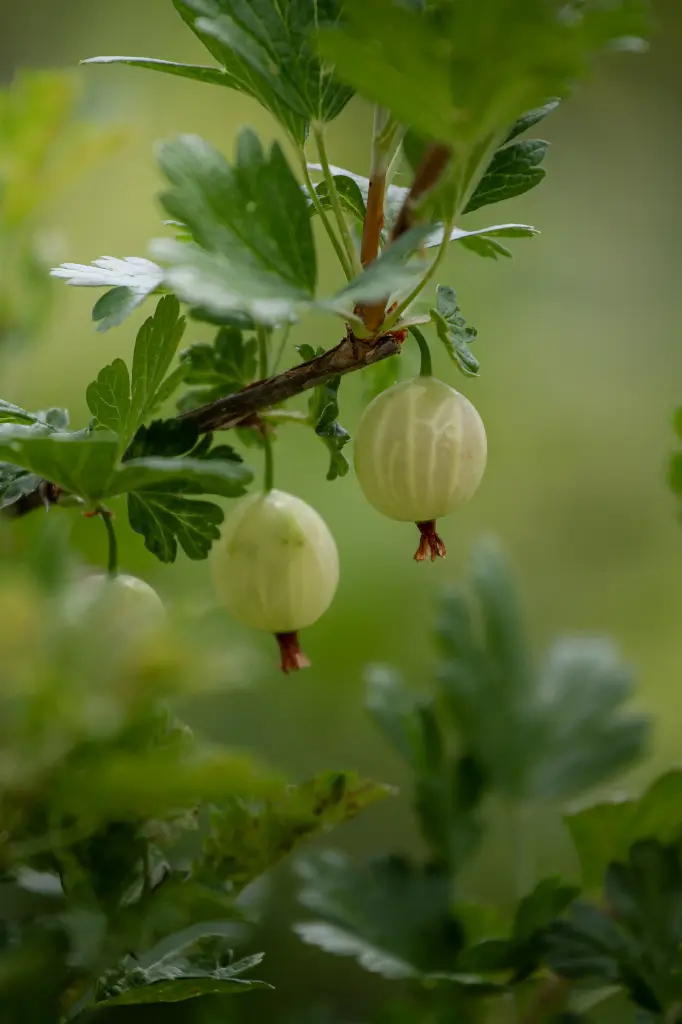 Ribes uva-crispa 'Tatjana'