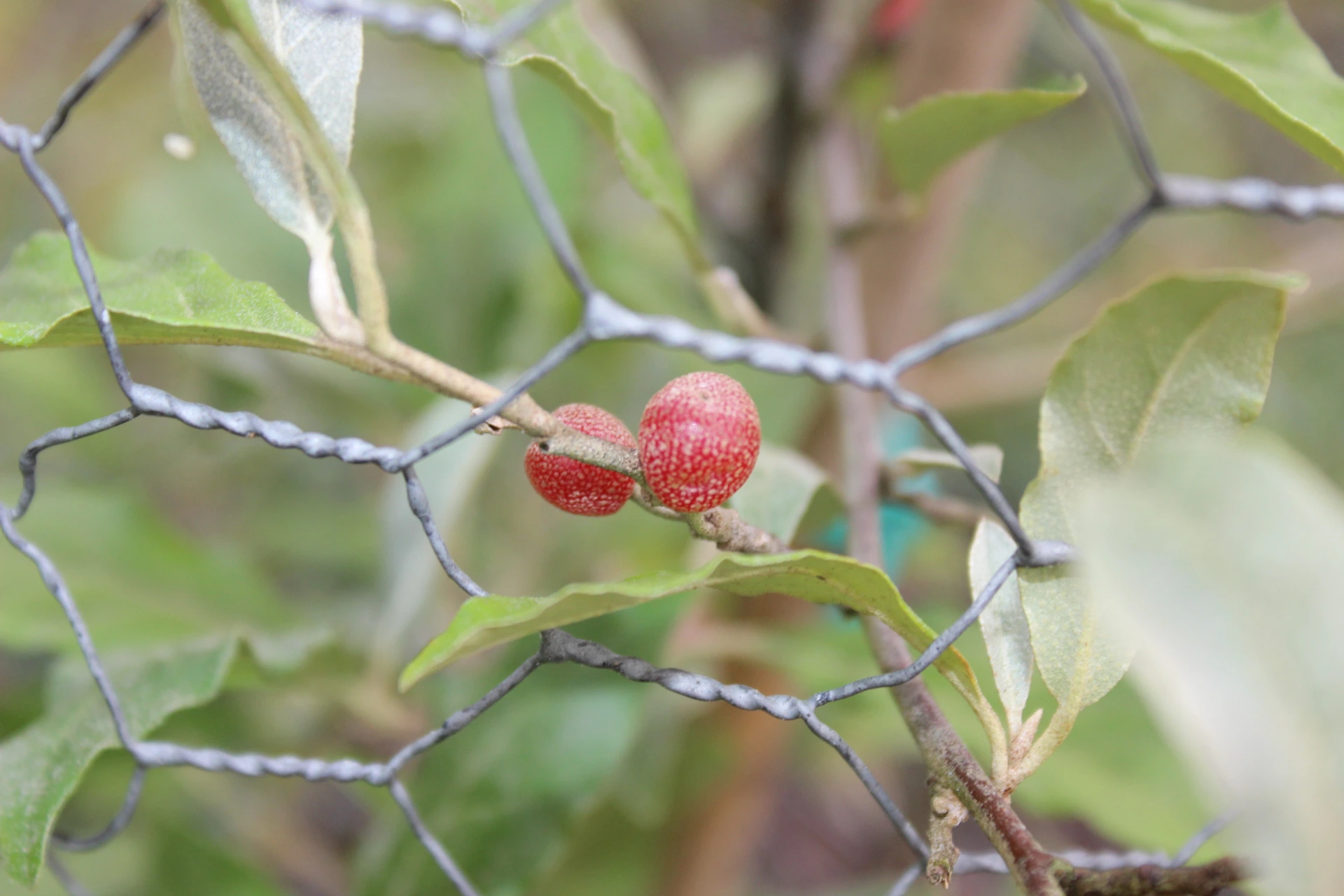 [Elaeagnus010] Elaeagnus umbellata 'Garnet' (C2 - 2 liter pot)