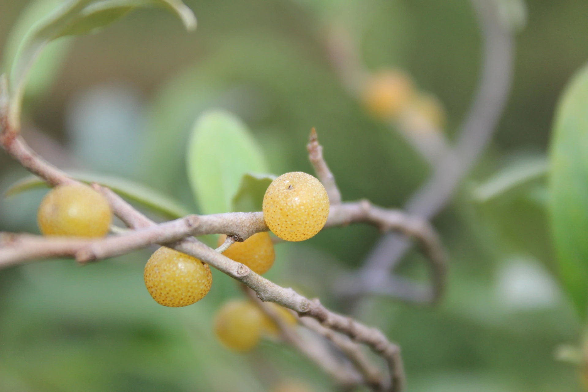 [Elaeagnus012] Elaeagnus umbellata 'Amber' (C2 - 2 liter pot)