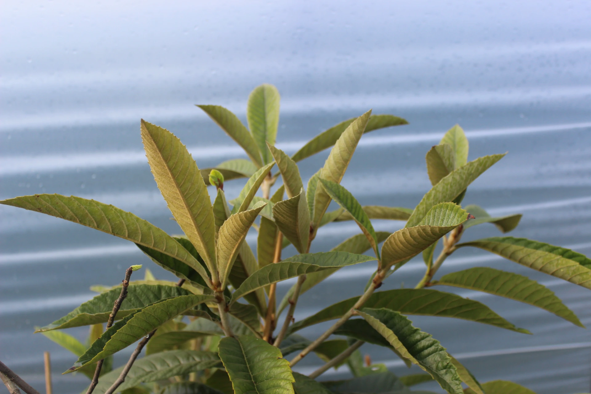 Eriobotrya japonica zaailing