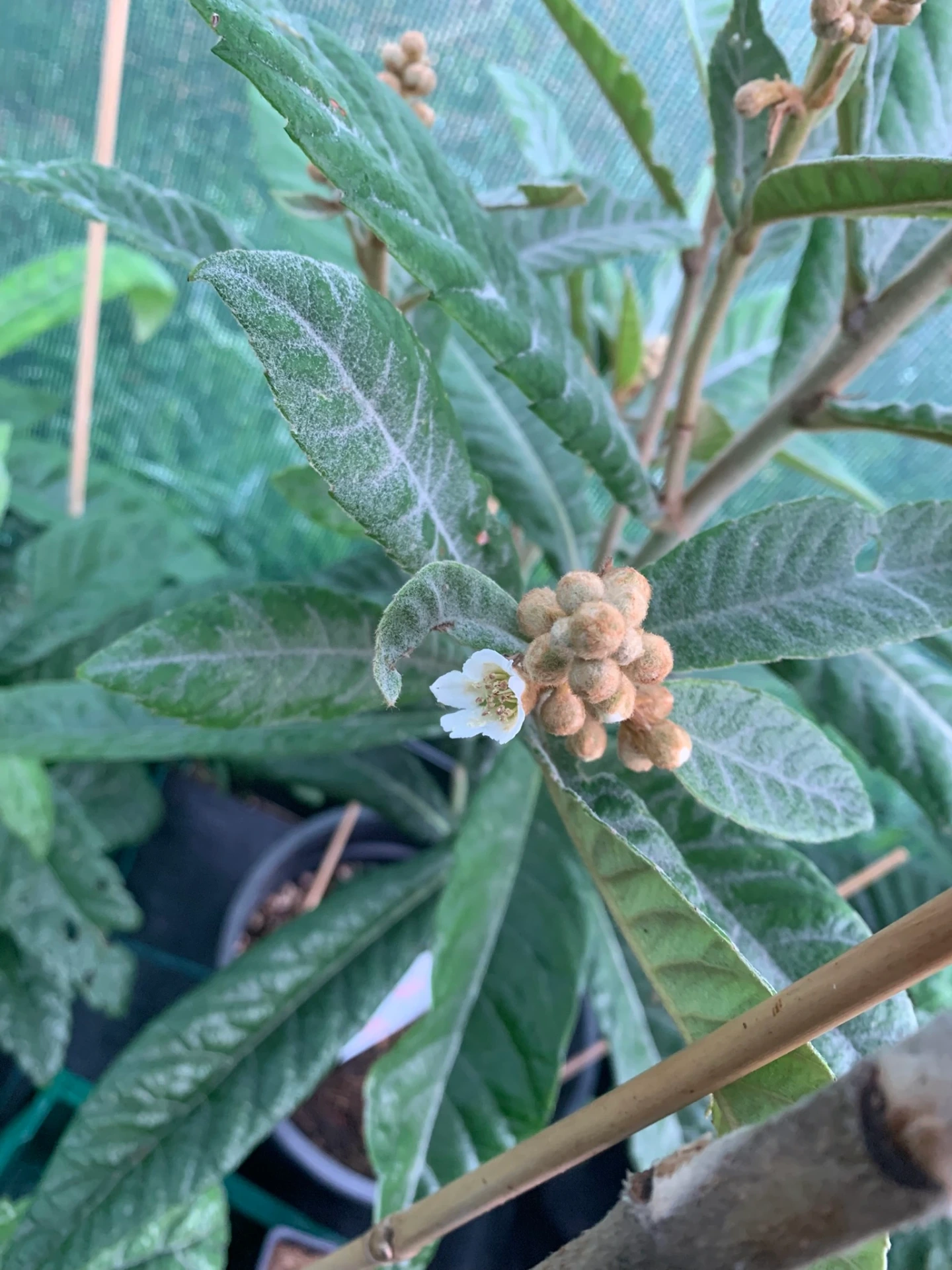 Eriobotrya japonica 'Argelino'