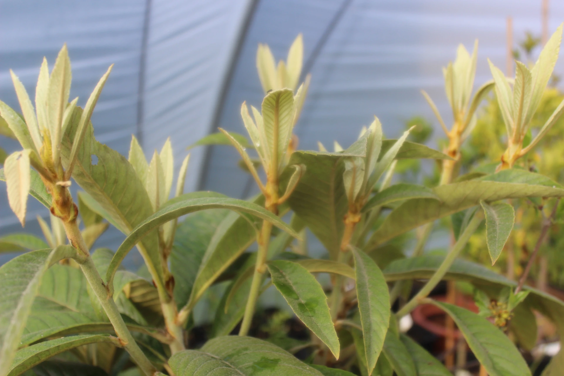 Eriobotrya japonica 'Rose-Ann'