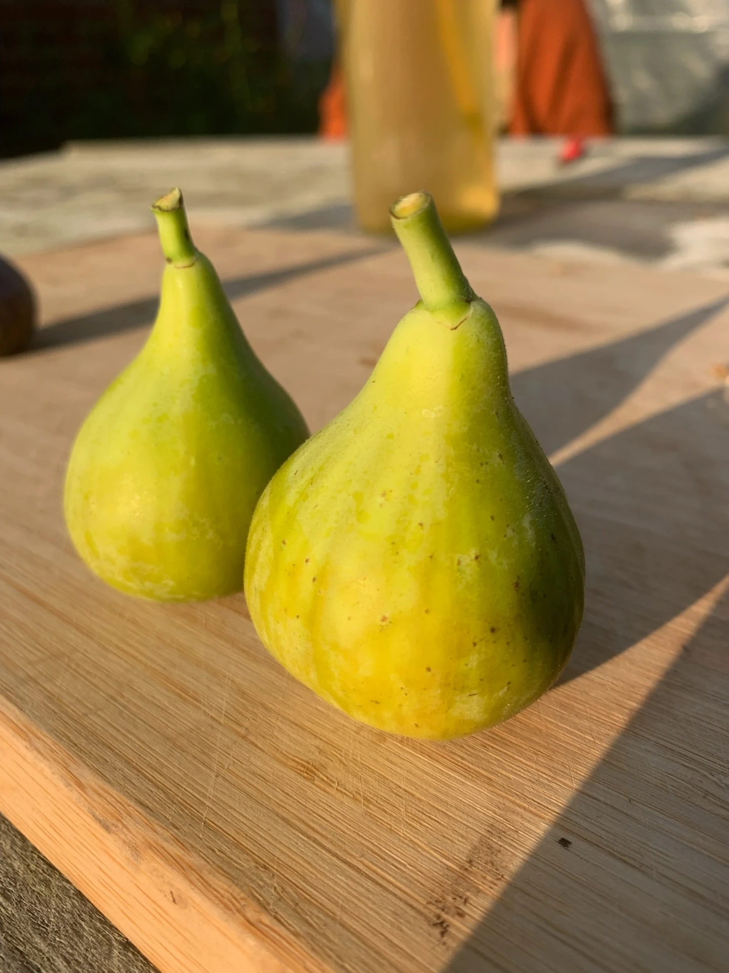 [Ficus004] Ficus carica 'LSU Scott's Yellow' (C2 - 2 liter pot)