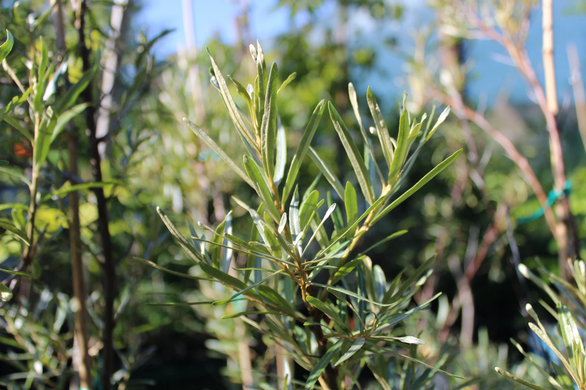 Hippophae rhamnoides 'Sirola' ♀