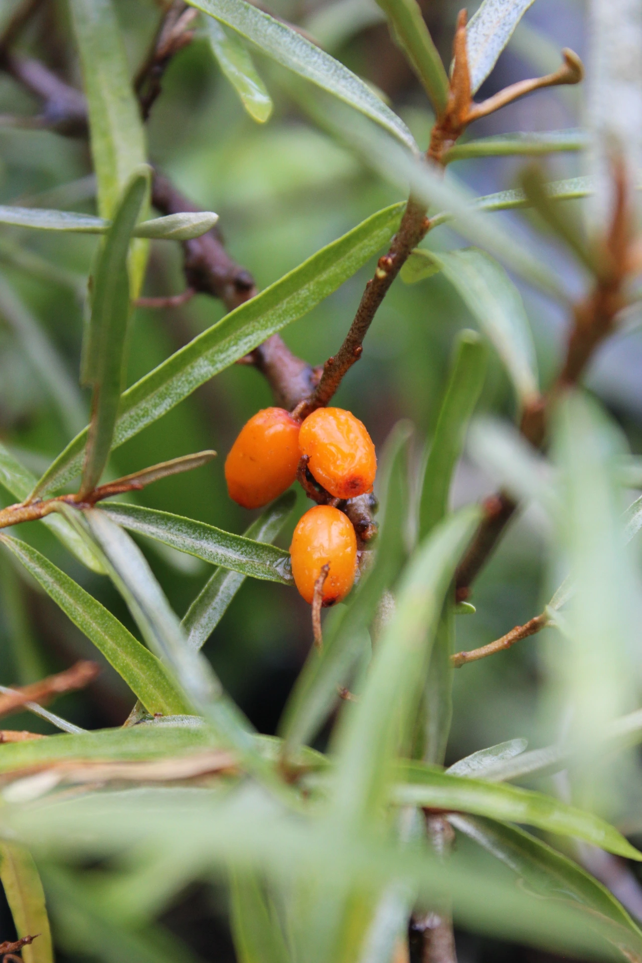 Hippophae rhamnoides 'Friesdorfer Orange' ♀
