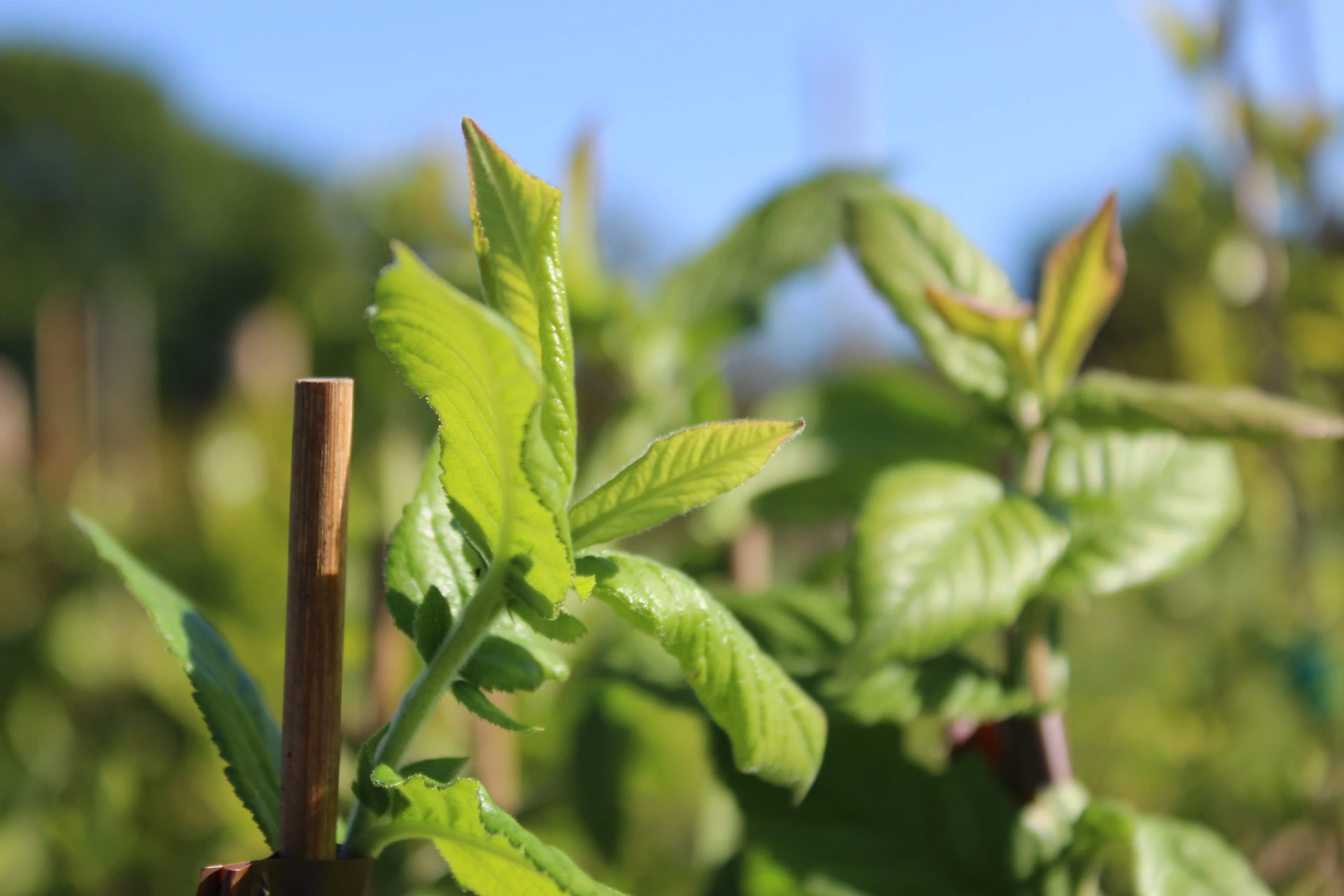 [Mespilus005] Mespilus germanica 'Royal' (C2 - 2 liter pot)