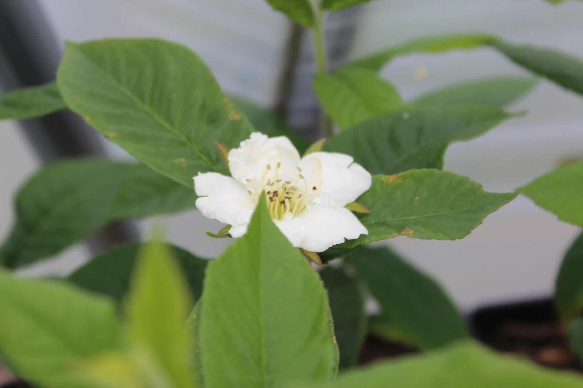 [Mespilus008] Mespilus germanica 'Monstrueuse d'Evreinoff' (C2 - 2 liter pot)