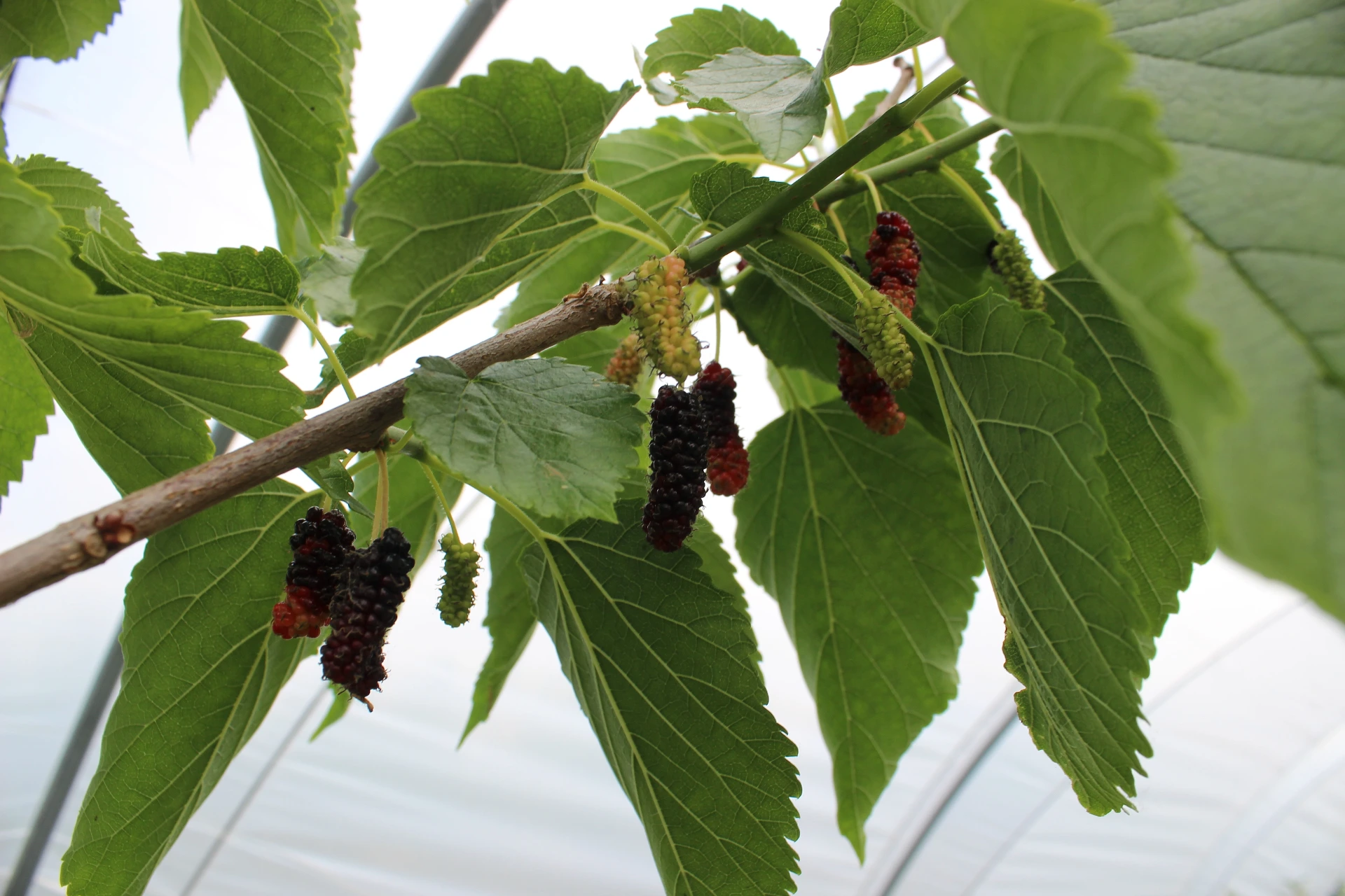 [Morus010] Morus alba 'Black Italian' (C2 - 2 liter pot)