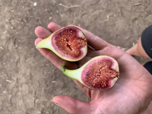Ficus carica 'Pastillière/Rouge de Bordeaux'