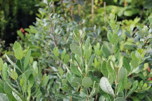 Acca sellowiana zaailing