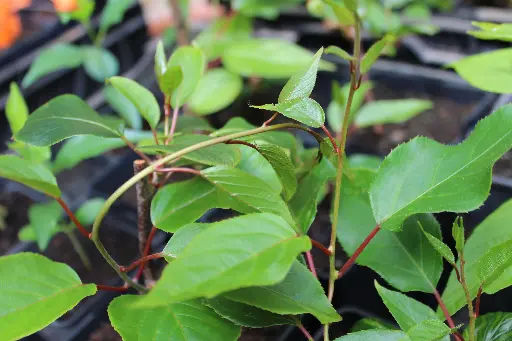 Actinidia arguta 'Weiki' ♀